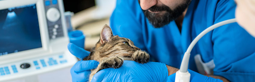 Veterinary Assistant helping Veterinarian conduct an ultrasound on a cat