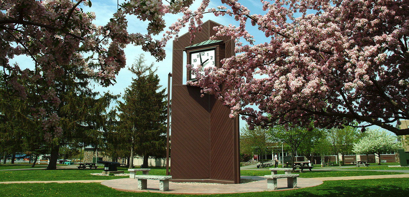 Campus quad with cherry blossom trees in foreground, clock in background